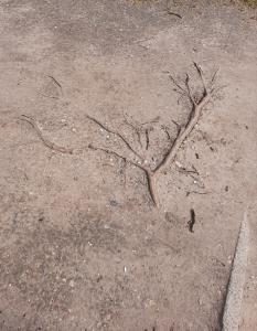 Jacquelien 02 Wortels als armen